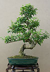 ,  (Ligustrum nitida)