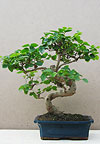 ,  (Ligustrum nitida)