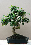 ,  (Ligustrum nitida)