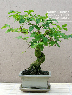 Бонсай - Бирючина, Лигуструм (Ligustrum nitida)