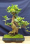  -  , (Ficus retusa)