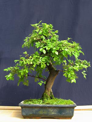  ,  (Ulmus parvifolia, Zelkova)