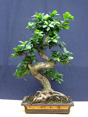 Фикус ретуза, (Ficus retusa)