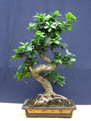  , (Ficus retusa)