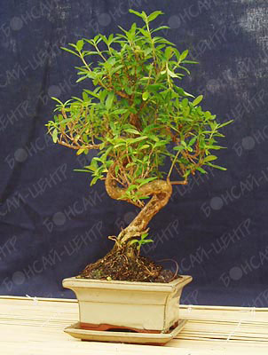  -  (Serissa phoetida)