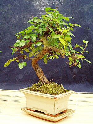  ,  (Ulmus parvifolia, Zelkova)