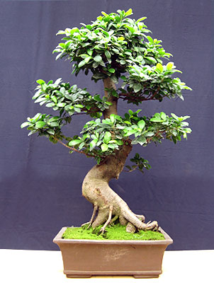 Фикус ретуза, (Ficus retusa)
