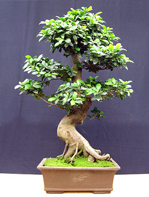  , (Ficus retusa)