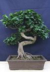  -  , (Ficus retusa)