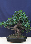 Бонсай - Фикус ретуза, (Ficus retusa)