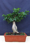 Бонсай - Фикус ретуза, (Ficus retusa)