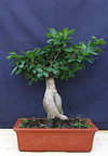  -  , (Ficus retusa)