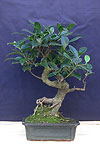  -  , (Ficus retusa)