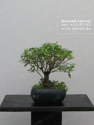  -  (Serissa phoetida)