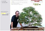 David Benavente. Estudio de bonsai